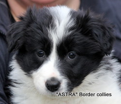 Black and white female, medium to rough coat, border collie puppy
